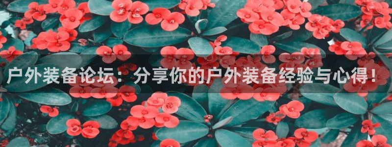 新宝gg主