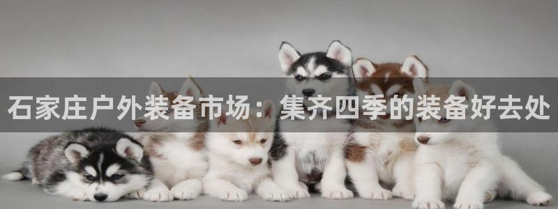 新宝gg主管开