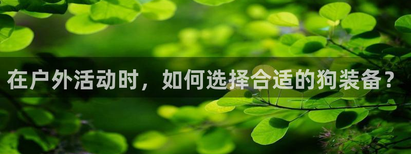 新宝gg公司