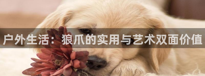 新宝gg游戏平台