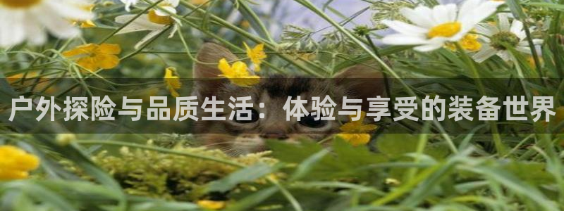 新宝gg主管、